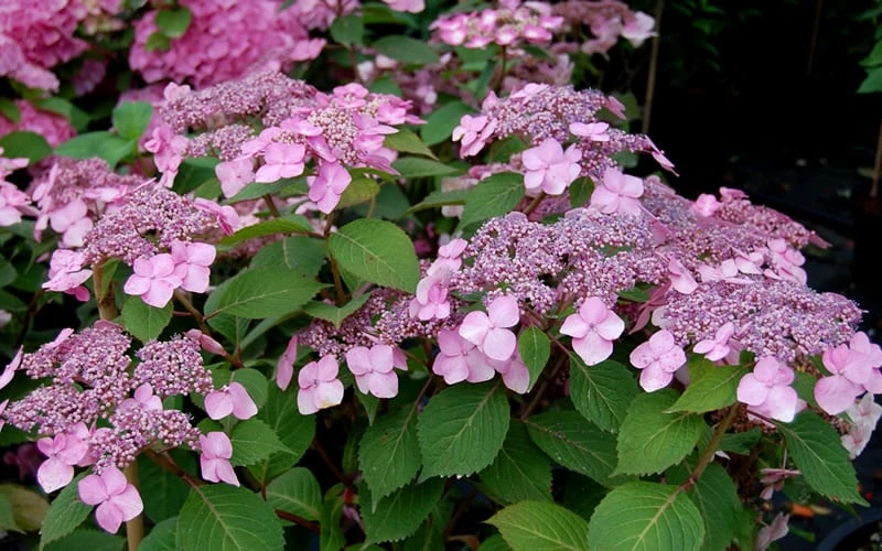 Twist-N-Shout Endless Summer Hydrangea - 1 Gallon Pot Twist-N-Shout Endless Summer Hydrangea - 1 Gallon Pot -Garden Plant Shop Hydrangea Twist N Shout Pink Flowers 2 1