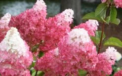 Vanilla Strawberry Hydrangea - 1 Gallon Pot 3 Vanilla Strawberry Hydrangea - 1 Gallon Pot -Garden Plant Shop Hydrangea Vanilla Strawberry 3 1