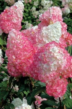 Vanilla Strawberry Hydrangea - 3 Gallon Pot -Garden Plant Shop Hydrangea Vanilla Strawberry BS