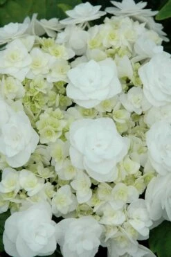 Double Delights Wedding Gown Lacecap Hydrangea - 3 Gallon Pot 4 Double Delights Wedding Gown Lacecap Hydrangea - 3 Gallon Pot -Garden Plant Shop Hydrangea Wedding Gown 2