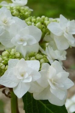 Double Delights Wedding Gown Lacecap Hydrangea - 3 Gallon Pot 3 Double Delights Wedding Gown Lacecap Hydrangea - 3 Gallon Pot -Garden Plant Shop Hydrangea Wedding Gown 23
