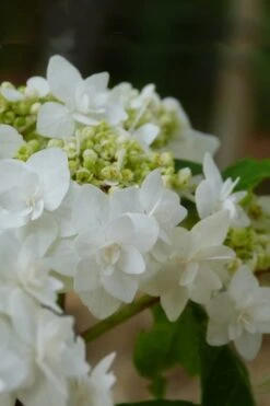 Double Delights Wedding Gown Lacecap Hydrangea - 3 Gallon Pot 6 Double Delights Wedding Gown Lacecap Hydrangea - 3 Gallon Pot -Garden Plant Shop Hydrangea Wedding Gown 4