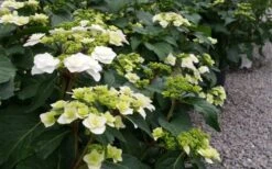 Double Delights Wedding Gown Lacecap Hydrangea - 3 Gallon Pot 5 Double Delights Wedding Gown Lacecap Hydrangea - 3 Gallon Pot -Garden Plant Shop Hydrangea Wedding Gown 6