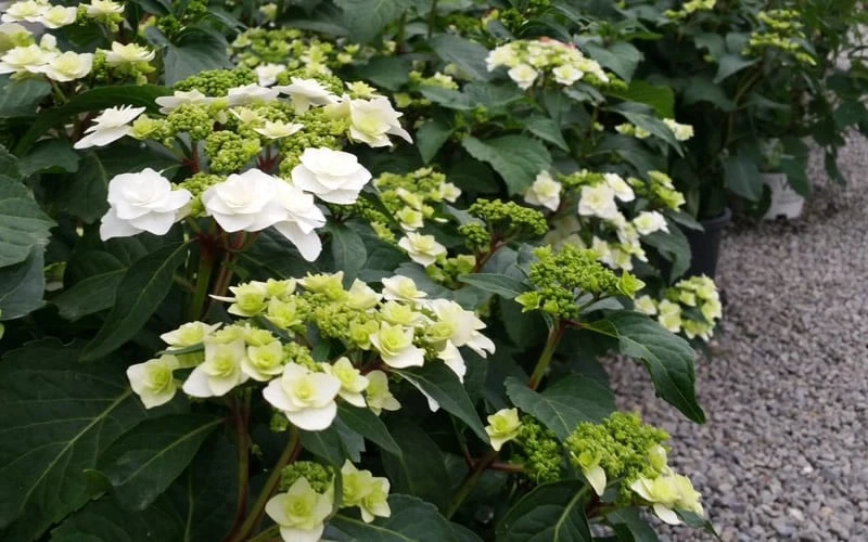 Double Delights Wedding Gown Lacecap Hydrangea - 3 Gallon Pot Double Delights Wedding Gown Lacecap Hydrangea - 3 Gallon Pot -Garden Plant Shop Hydrangea Wedding Gown 6