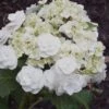 Double Delights Wedding Gown Lacecap Hydrangea - 3 Gallon Pot