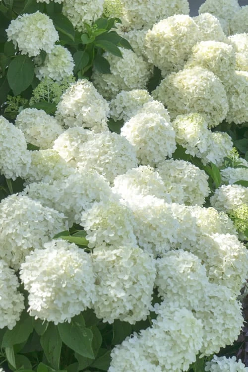 White Wedding Hydrangea - 2 Gallon Pot White Wedding Hydrangea - 2 Gallon Pot -Garden Plant Shop Hydrangea White Wedding 5