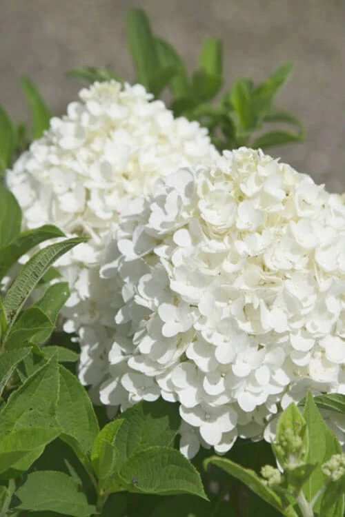 White Wedding Hydrangea - 2 Gallon Pot White Wedding Hydrangea - 2 Gallon Pot -Garden Plant Shop Hydrangea White Wedding Closeup 5