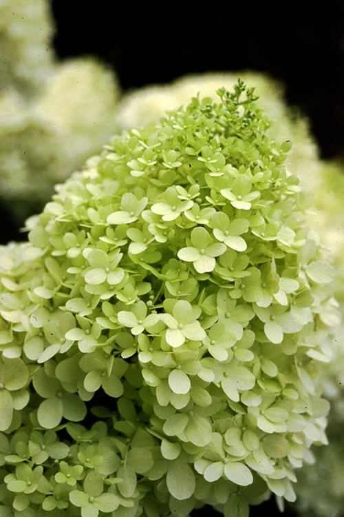 Limelight PeeGee Hydrangea - Single Trunk Topiary Tree - 5 Gallon Pot Limelight PeeGee Hydrangea - Single Trunk Topiary Tree - 5 Gallon Pot -Garden Plant Shop Hydrangea limelightf BS 1