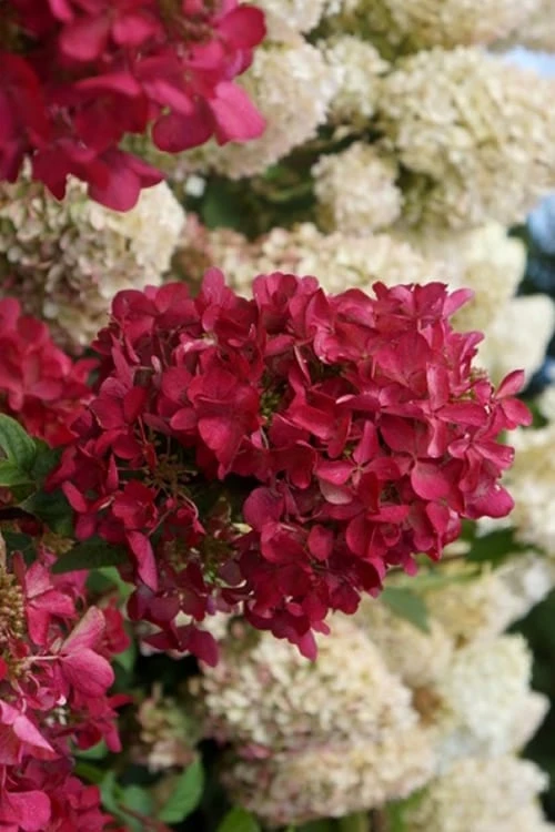 Diamond Rouge Hydrangea - 3 Gallon Pot Diamond Rouge Hydrangea - 3 Gallon Pot -Garden Plant Shop Hydrangia Diamond Rouge 3
