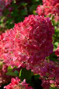 Diamond Rouge Hydrangea - 3 Gallon Pot 5 Diamond Rouge Hydrangea - 3 Gallon Pot -Garden Plant Shop Hydrangia Diamond Rouge 5