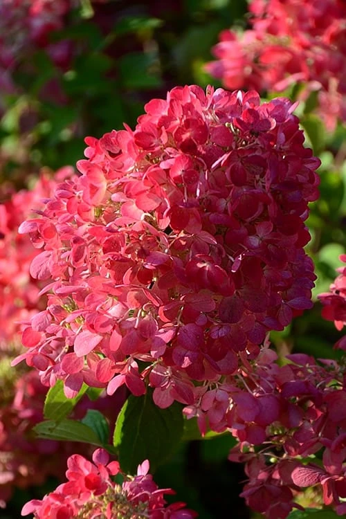 Diamond Rouge Hydrangea - 3 Gallon Pot Diamond Rouge Hydrangea - 3 Gallon Pot -Garden Plant Shop Hydrangia Diamond Rouge 5