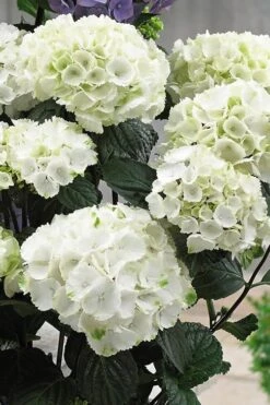 Zebra Hydrangea - 3 Gallon Pot -Garden Plant Shop Hydrangrea Zebra 12 1