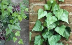Algerian Ivy - Hedera Helix - 5 Pack Of Pint Pots -Garden Plant Shop Ivy Algerian Combo 2
