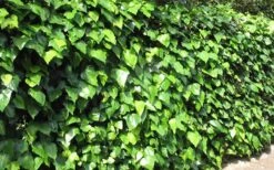 Algerian Ivy - Hedera Helix - 5 Pack Of Pint Pots -Garden Plant Shop Ivy Algerian Landscape 2