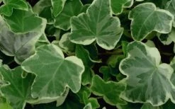 Anne Marie White Variegated Ivy (Hedera Helix) - 5 Pack Of Pint Pots -Garden Plant Shop Ivy Anne Marie 50