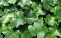 English Ivy (Hedera Helix) - 72 Pack Of 3.5" Pots 4 English Ivy (Hedera Helix) - 72 Pack Of 3.5" Pots -Garden Plant Shop Ivy English 1 1