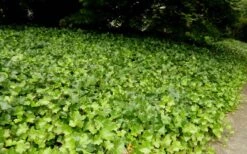 English Ivy (Hedera Helix) - 36 Pack Of 3.5" Pots -Garden Plant Shop Ivy English 2 1