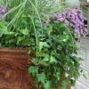 English Ivy (Hedera Helix) - 36 Pack Of 3.5" Pots