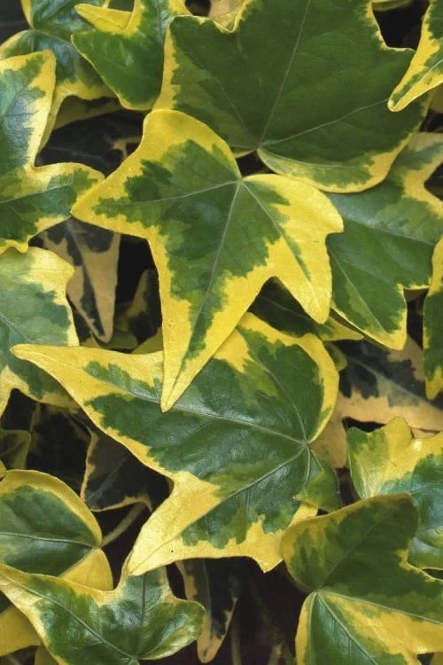 Gold Child Ivy (Hedera helix) - 6 Pack of Pint Pots Gold Child Ivy (Hedera Helix) - 6 Pack Of Pint Pots -Garden Plant Shop Ivy Gold Child 1