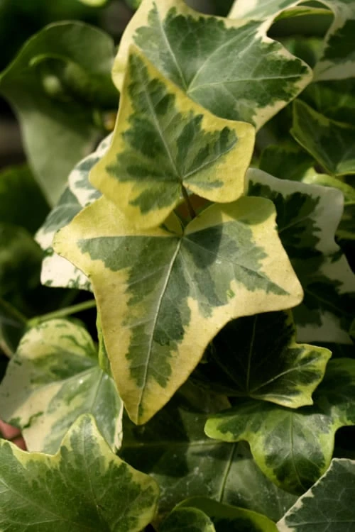 Gold Child Ivy (Hedera helix) - 6 Pack of Pint Pots Gold Child Ivy (Hedera Helix) - 6 Pack Of Pint Pots -Garden Plant Shop Ivy Gold Child 3