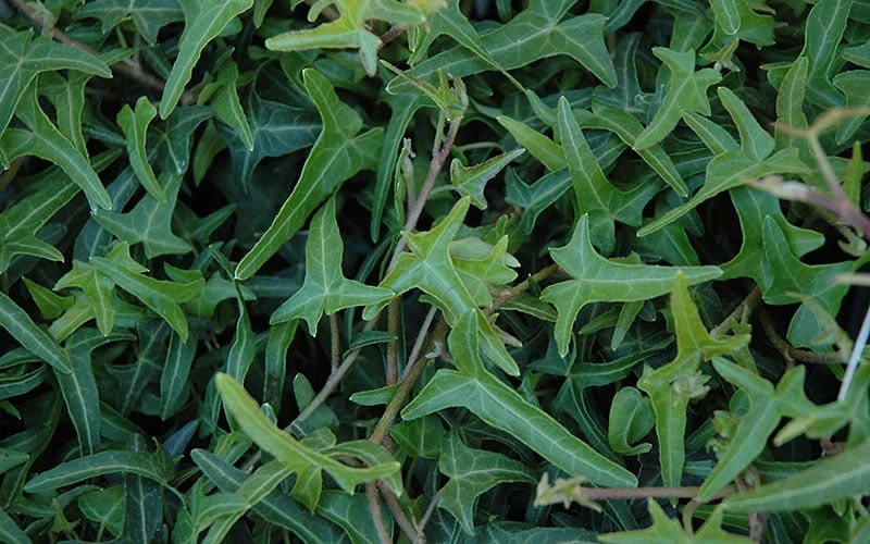 Needlepoint Ivy (Hedera helix) - 5 Pack of Pint Pots Needlepoint Ivy (Hedera Helix) - 5 Pack Of Pint Pots -Garden Plant Shop Ivy Needlepoint 50 2