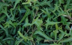 Needlepoint Ivy (Hedera Helix) - 10 Pack Of 4" Pots 3 Needlepoint Ivy (Hedera Helix) - 10 Pack Of 4" Pots -Garden Plant Shop Ivy Needlepoint 50