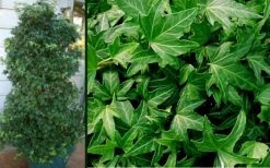 Needlepoint Ivy (Hedera Helix) - 5 Pack Of Pint Pots 4 Needlepoint Ivy (Hedera Helix) - 5 Pack Of Pint Pots -Garden Plant Shop Ivy Needlepoint Combo 2