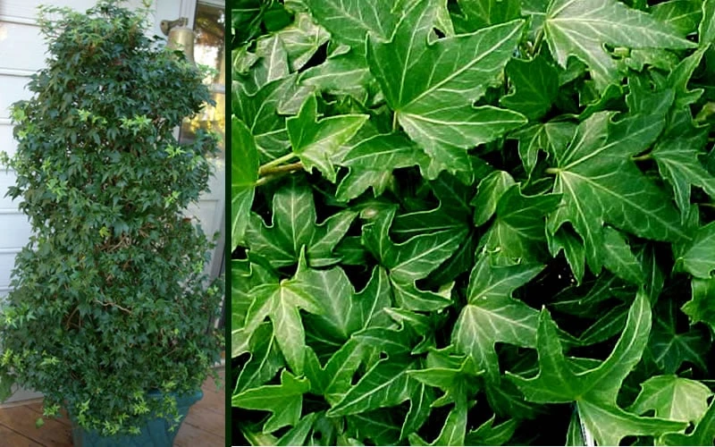 Needlepoint Ivy (Hedera helix) - 10 Pack of 4" Pots Needlepoint Ivy (Hedera Helix) - 10 Pack Of 4" Pots -Garden Plant Shop Ivy Needlepoint Combo