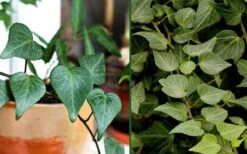 Teardrop Ivy (Hedera Helix) - 10 Pack Of Pint Pots -Garden Plant Shop Ivy Tear Drop Combo