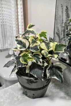Variegated Algerian Ivy (Hedera Algeriensis 'Gloire De Marengo') - 5 Pack Of Pint Pots -Garden Plant Shop Ivy Variegated Algerian 5 1