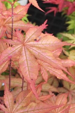 Amber Ghost Japanese Maple - 3 Gallon Pot -Garden Plant Shop Japanese Maple Amber Ghost 3