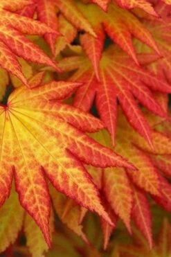 Autumn Moon Japanese Maple - 2 Gallon Pot -Garden Plant Shop Japanese Maple Autumn Moon 4