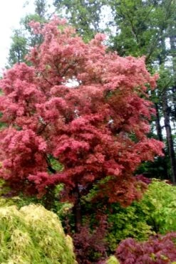Beni Fushigi Japanese Maple - 1 Gallon Pot 5 Beni Fushigi Japanese Maple - 1 Gallon Pot -Garden Plant Shop Japanese Maple Beni Fushigi 1