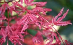 Beni Fushigi Japanese Maple - 1 Gallon Pot 3 Beni Fushigi Japanese Maple - 1 Gallon Pot -Garden Plant Shop Japanese Maple Beni Fushigi 3