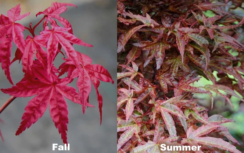 Beni Fushigi Japanese Maple - 1 Gallon Pot Beni Fushigi Japanese Maple - 1 Gallon Pot -Garden Plant Shop Japanese Maple Beni Fushigi 5