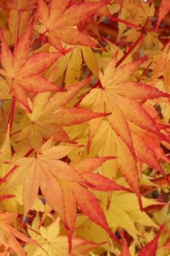 Beni Kawa Coral Bark Japanese Maple - 3 Gallon Pot -Garden Plant Shop Japanese Maple Beni Kawa 2