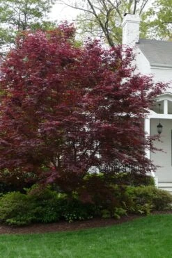 Bloodgood Red Leaf Japanese Maple - 7 Gallon Pot (4-5') 3 Bloodgood Red Leaf Japanese Maple - 7 Gallon Pot (4-5') -Garden Plant Shop Japanese Maple Boodgood 20 4