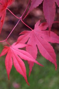 Bloodgood Red Leaf Japanese Maple - 7 Gallon Pot (4-5') 6 Bloodgood Red Leaf Japanese Maple - 7 Gallon Pot (4-5') -Garden Plant Shop Japanese Maple Boodgood 22 4