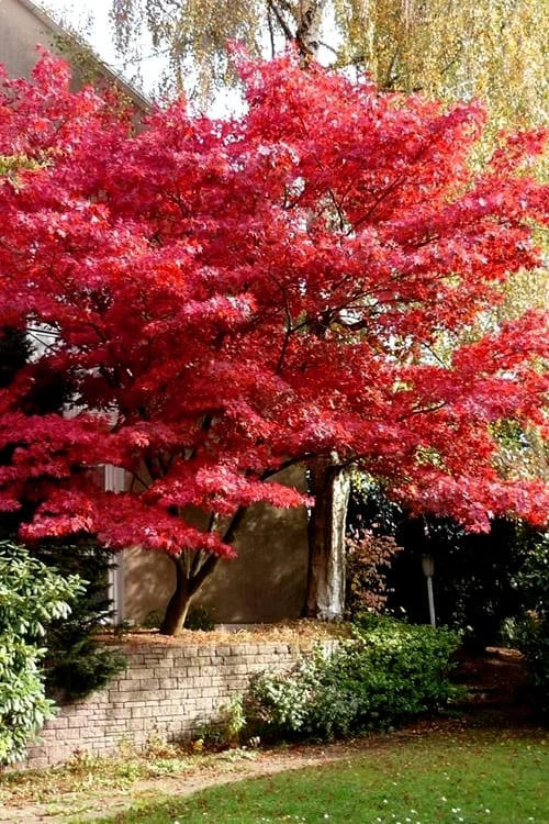 Bloodgood Red Leaf Japanese Maple - 7 Gallon Pot (4-5') Bloodgood Red Leaf Japanese Maple - 7 Gallon Pot (4-5') -Garden Plant Shop Japanese Maple Boodgood 23 4