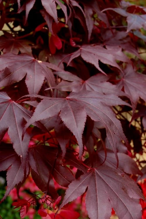 Bloodgood Red Leaf Japanese Maple - 7 Gallon Pot (4-5') Bloodgood Red Leaf Japanese Maple - 7 Gallon Pot (4-5') -Garden Plant Shop Japanese Maple Boodgood 24 4
