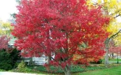 Burgundy Lace Japanese Maple - 5 Gallon Pot -Garden Plant Shop Japanese Maple Burgundy Lace 1 1