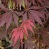 Burgundy Lace Japanese Maple - 5 Gallon Pot
