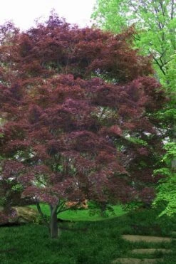Burgundy Lace Japanese Maple - 2 Gallon Pot -Garden Plant Shop Japanese Maple Burgundy Lace 4
