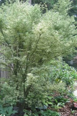 Butterfly Japanese Maple - 1 Gallon Pot