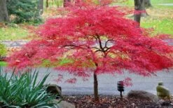 Inaba Shidare Red Japanese Maple - 3 Gallon Pot 4 Inaba Shidare Red Japanese Maple - 3 Gallon Pot -Garden Plant Shop Japanese Maple Inaba Shidare 2