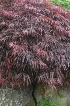 Inaba Shidare Red Japanese Maple - 3 Gallon Pot 3 Inaba Shidare Red Japanese Maple - 3 Gallon Pot -Garden Plant Shop Japanese Maple Inaba Shidare 5