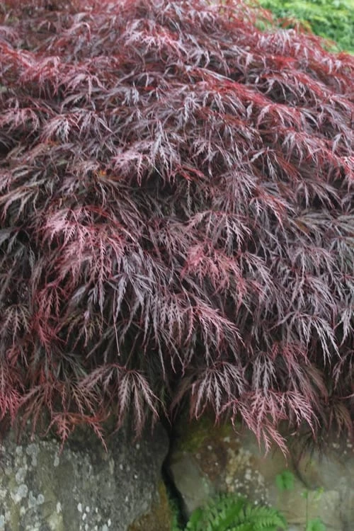 Inaba Shidare Red Japanese Maple - 3 Gallon Pot Inaba Shidare Red Japanese Maple - 3 Gallon Pot -Garden Plant Shop Japanese Maple Inaba Shidare 5
