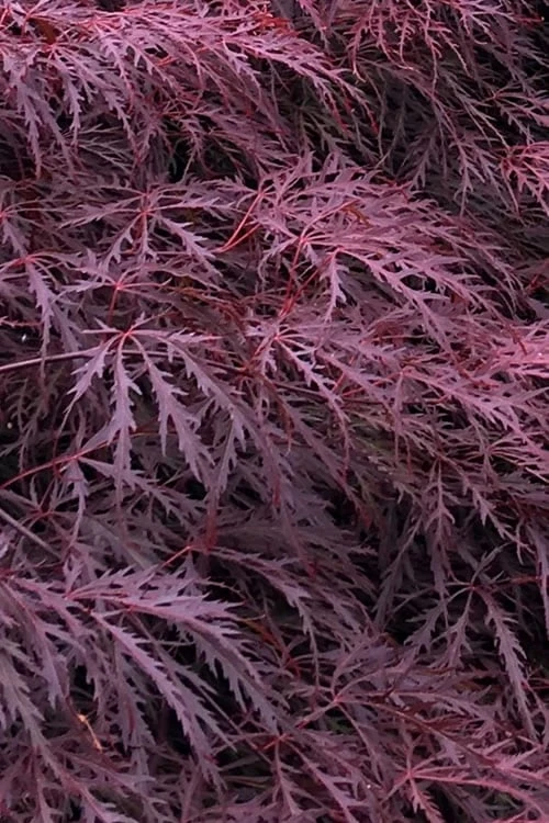 Inaba Shidare Red Japanese Maple - 3 Gallon Pot Inaba Shidare Red Japanese Maple - 3 Gallon Pot -Garden Plant Shop Japanese Maple Inaba Shidare 6