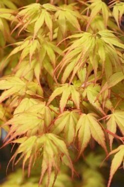 Katsura Japanese Maple - 3 Gallon Pot 4 Katsura Japanese Maple - 3 Gallon Pot -Garden Plant Shop Japanese Maple Katsura 1