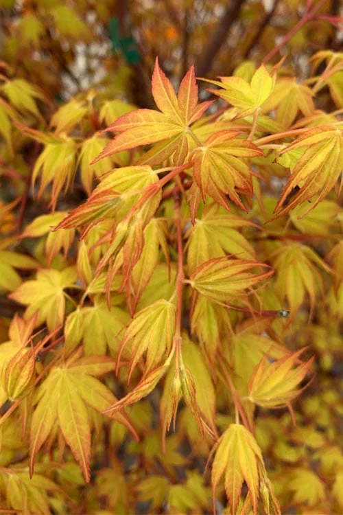 Katsura Japanese Maple - 3 Gallon Pot Katsura Japanese Maple - 3 Gallon Pot -Garden Plant Shop Japanese Maple Katsura 4